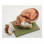 Child Birth Model